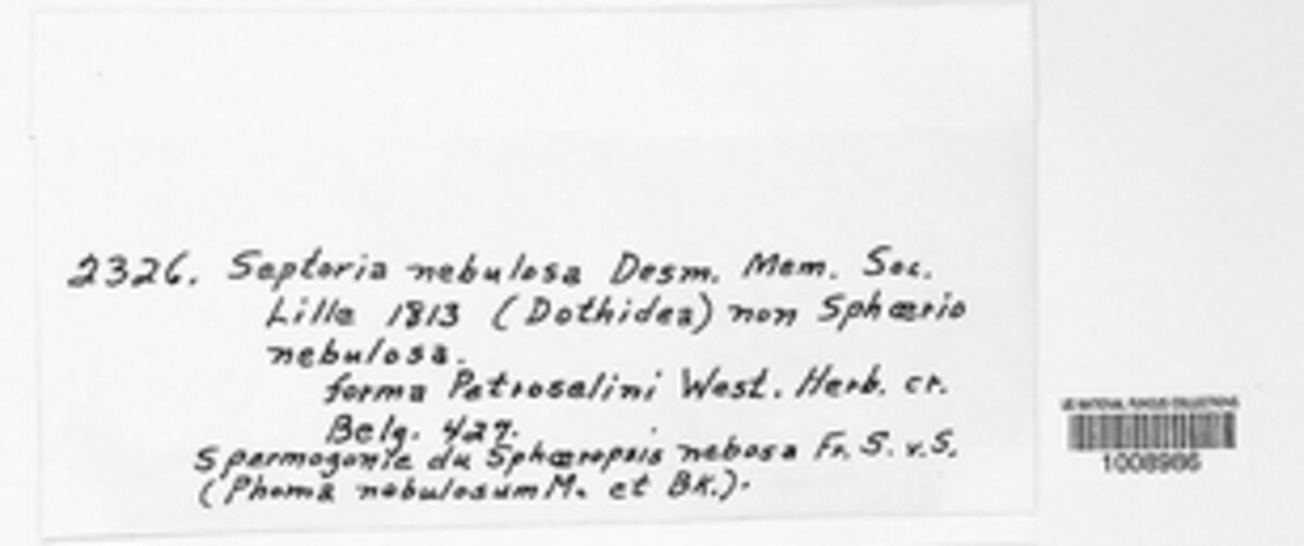Selenophoma nebulosa image
